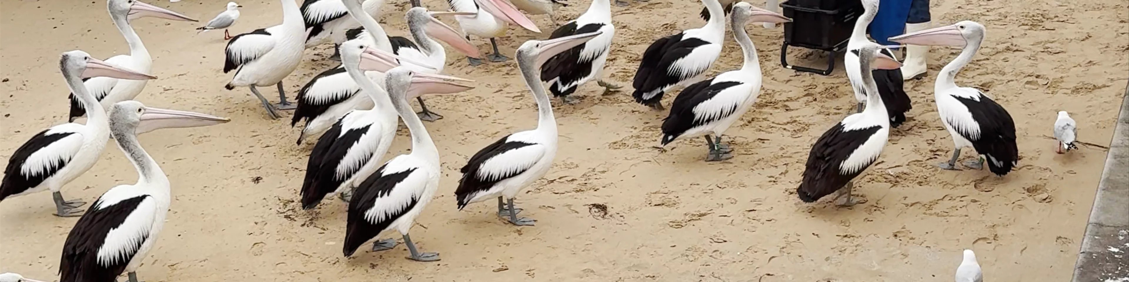 Pelican Feeding Show