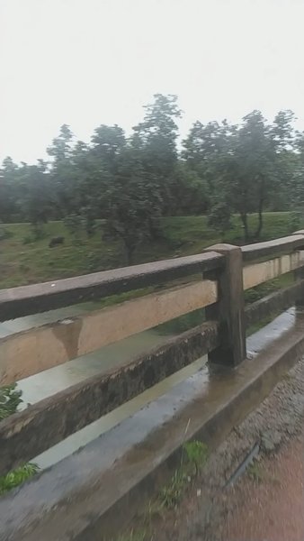 Photo of Ken ghariyal wildlif