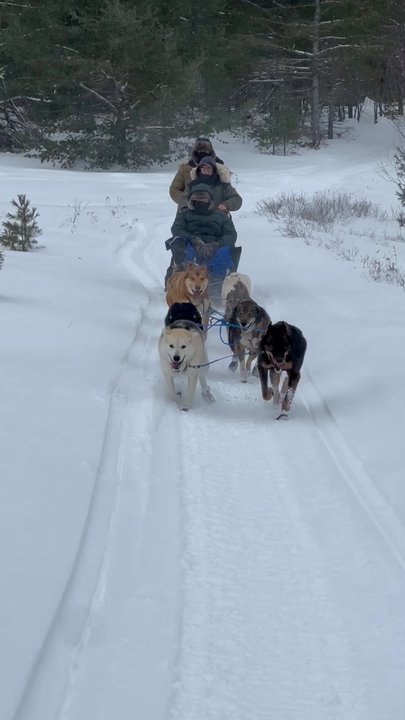 Husky Haven Kennels - Sledding Near Me - Shingleton, Michigan