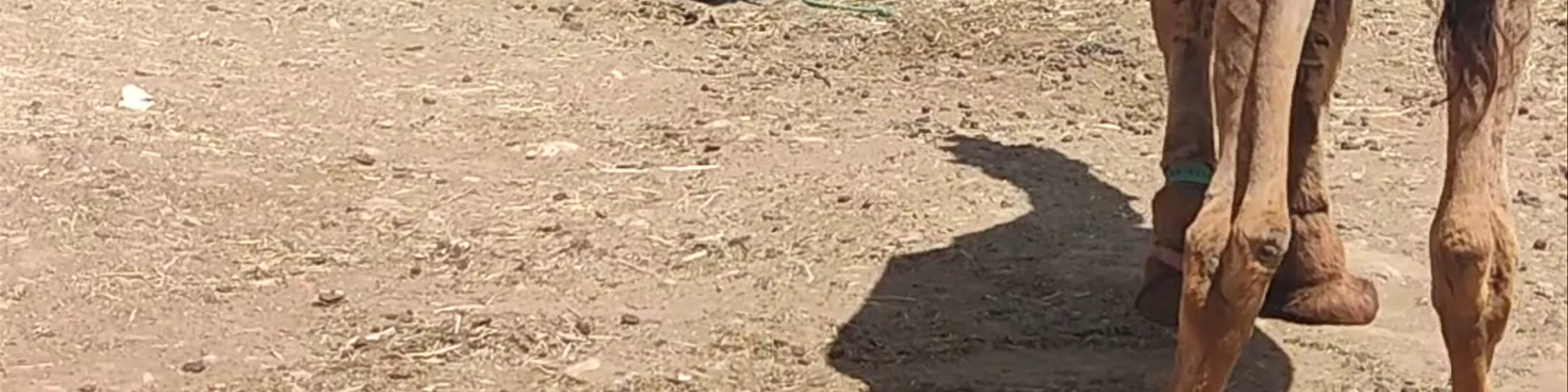 Quad biking in agafay desert
