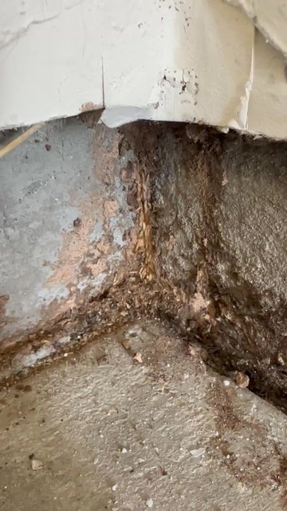 Proctor Pest Management - Active termite colony in my garage! - Pest Control Near Me