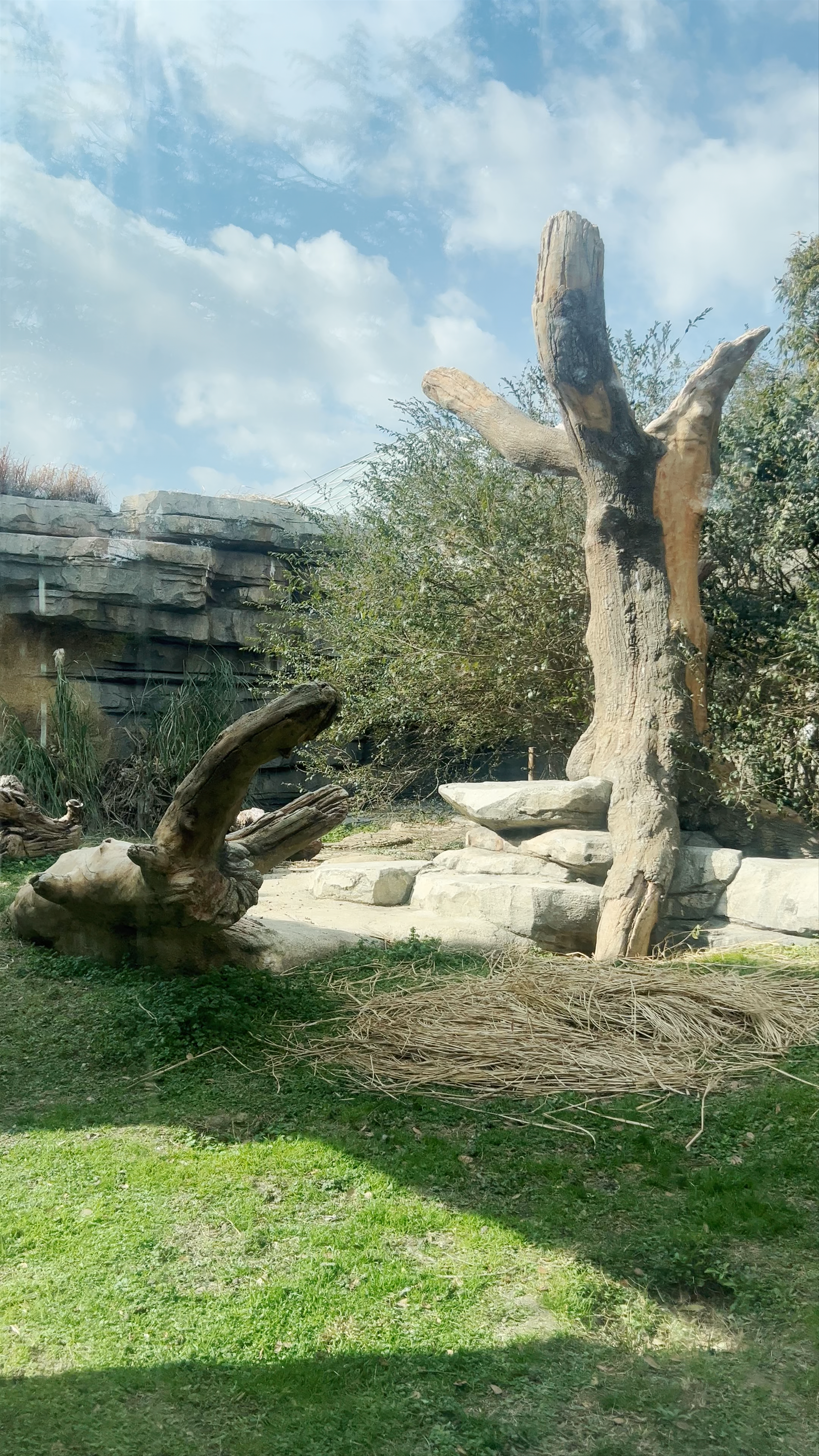 Captivating Wildlife Moment at Kobe Animal Enclosure in Hyogo