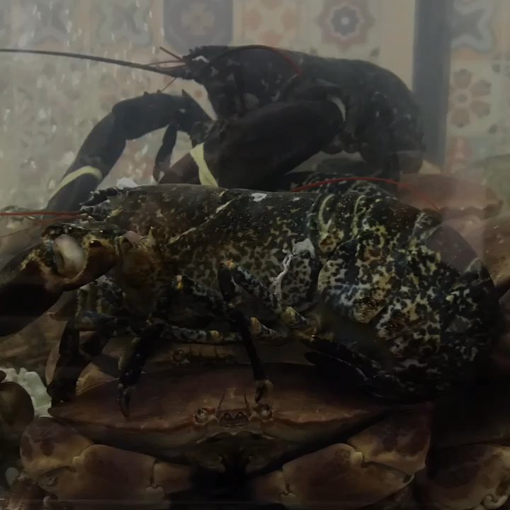 Arcum Marisqueira - Seafood Near Me - Chaves, 17