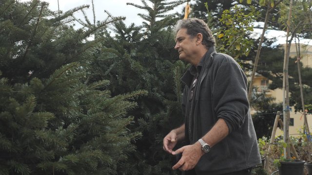 Inspecting a Christmas tree