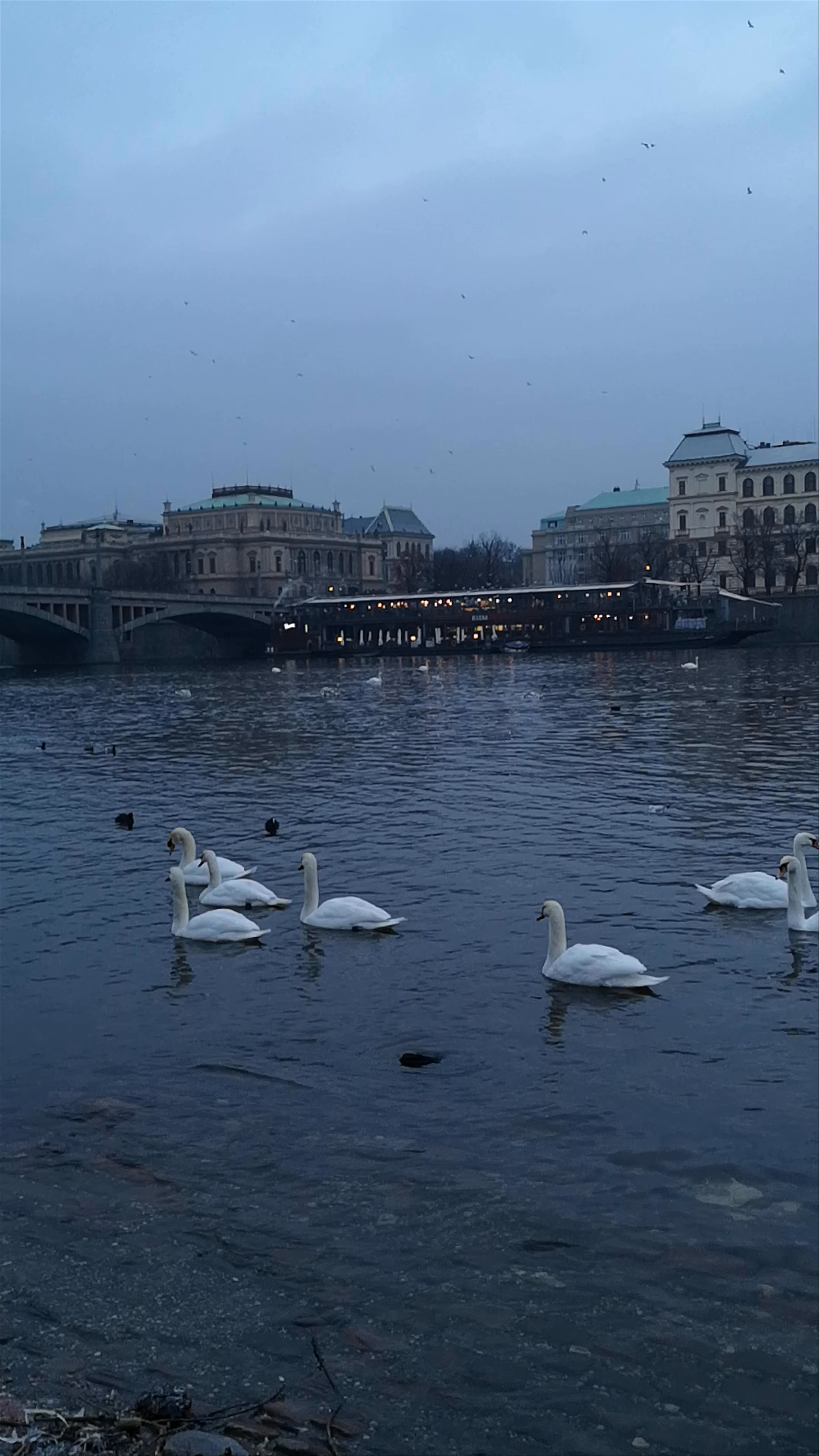 Serene Swans and Historic Skyline of Prague