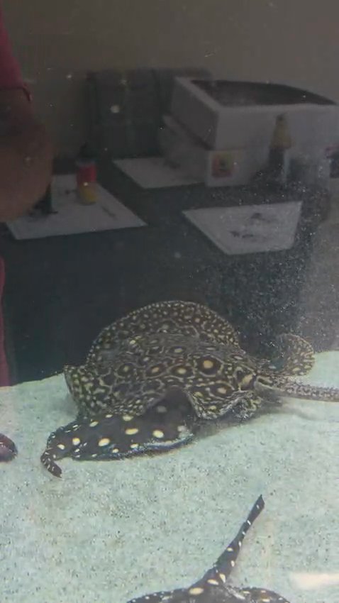 Stingray