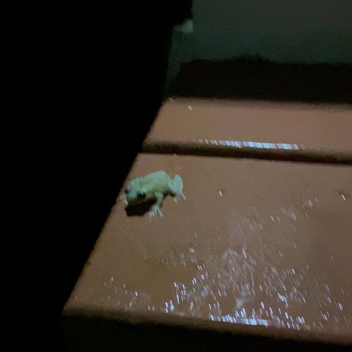 Holualoa Village - Almost stepped on this little bugger. You can hear his friends in the background. - Arts & Entertainment Near Me