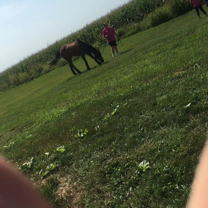Henderson Fuel Stop - My lucky day! Butterflies n horses - Gas Stations Near Me - Henderson, Nebraska