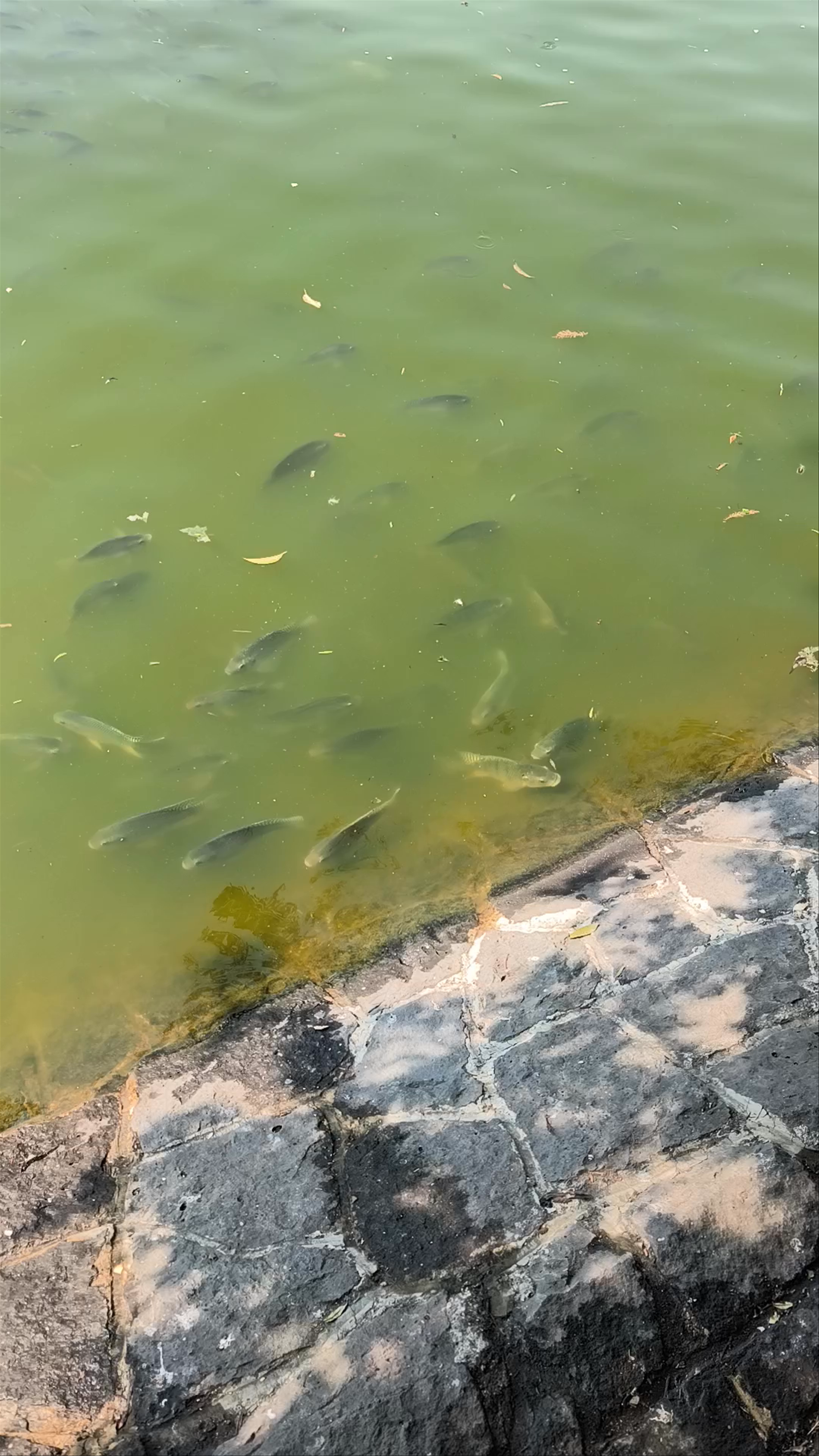 Lago de Chapultepec