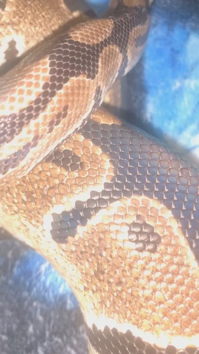 Nick’s Pets - Mites on my snake - Pet Stores Near Me - Fort Pierce, Florida