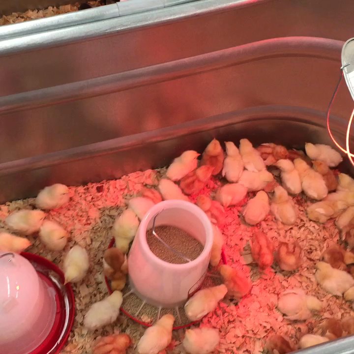 Tractor Supply - It's Chick days at Tractor supply.. - Nurseries & Gardening Near Me - Zephyrhills, Florida
