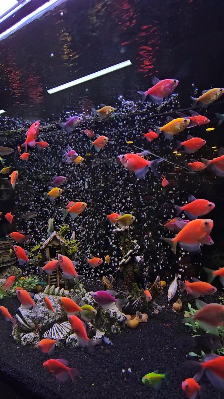 take me under
🎥 Fatıma Acunman · Pexels
#ocean #underwater #marinelife #nature #relax