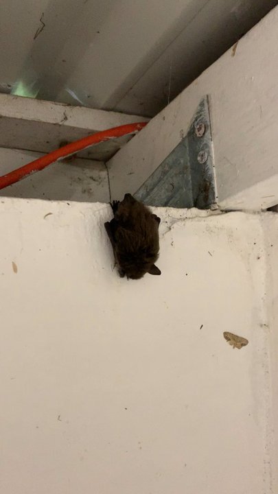 North Fork Survivors - Baby bat in the bathroom - Gift Shops Near Me - Toutle, Washington