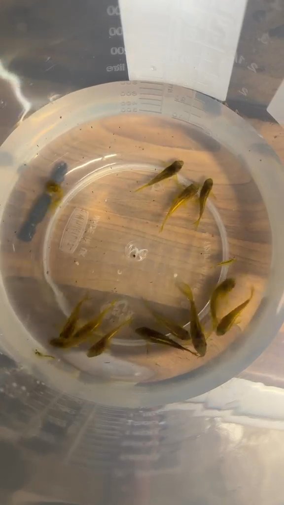 Corydoras sp.