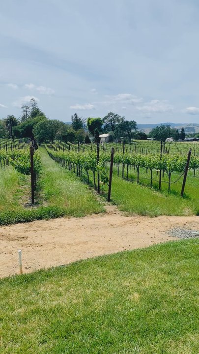 Verde Vineyards - Wine Tasting Room Near Me - Gilroy, California