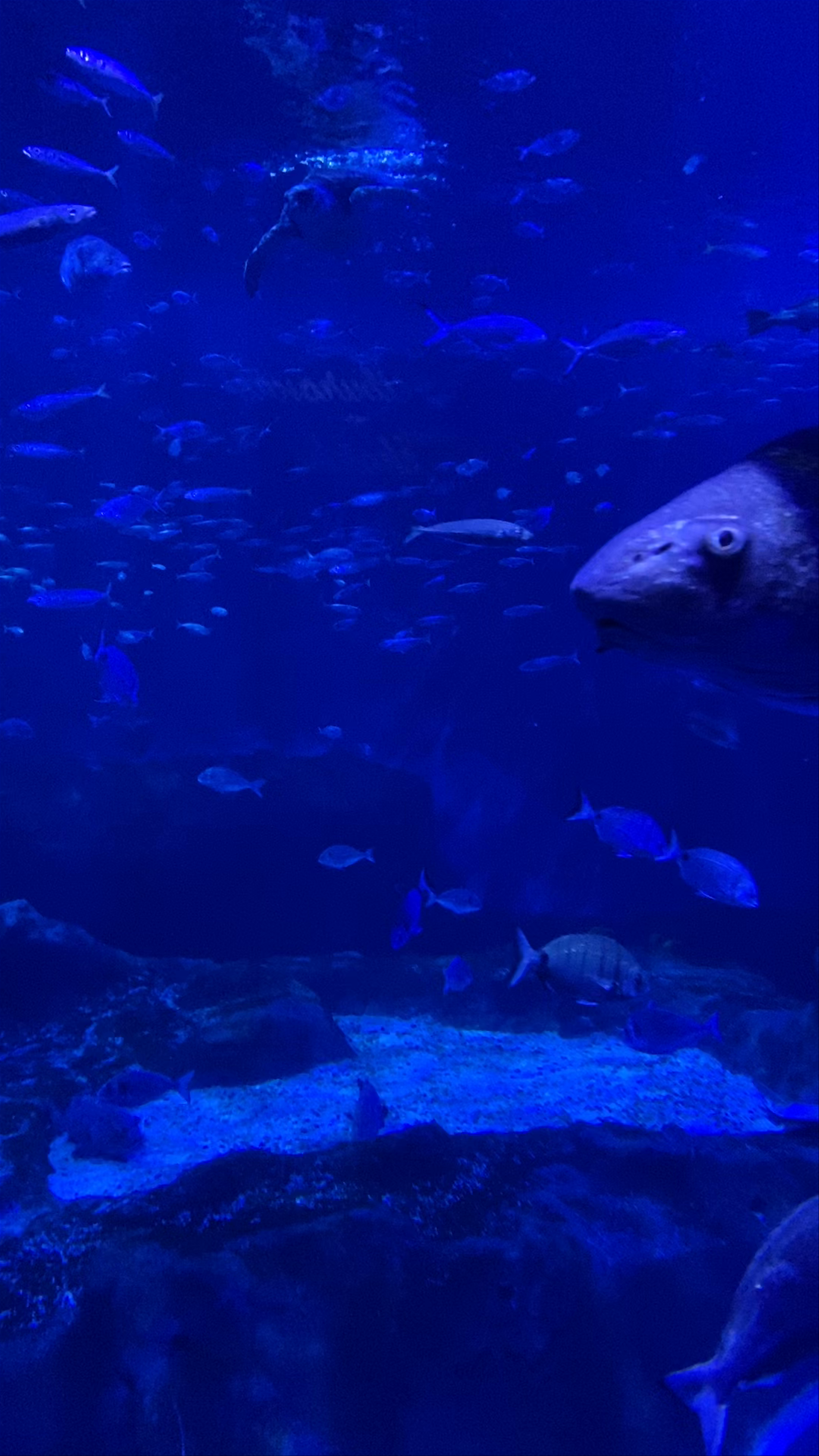 Acuario Sevilla: Majestic Marine Life in the Heart of Seville