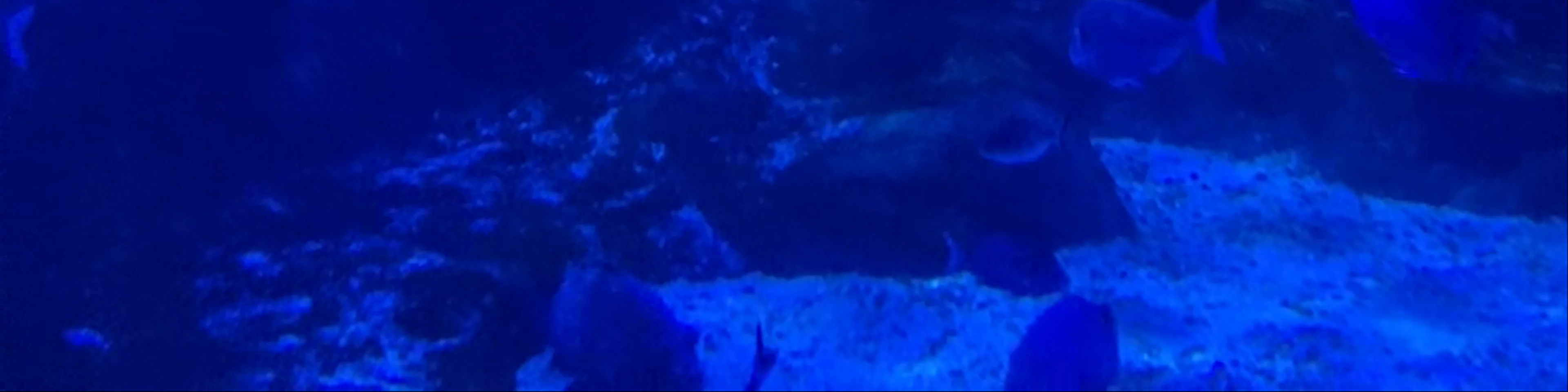 Acuario Sevilla