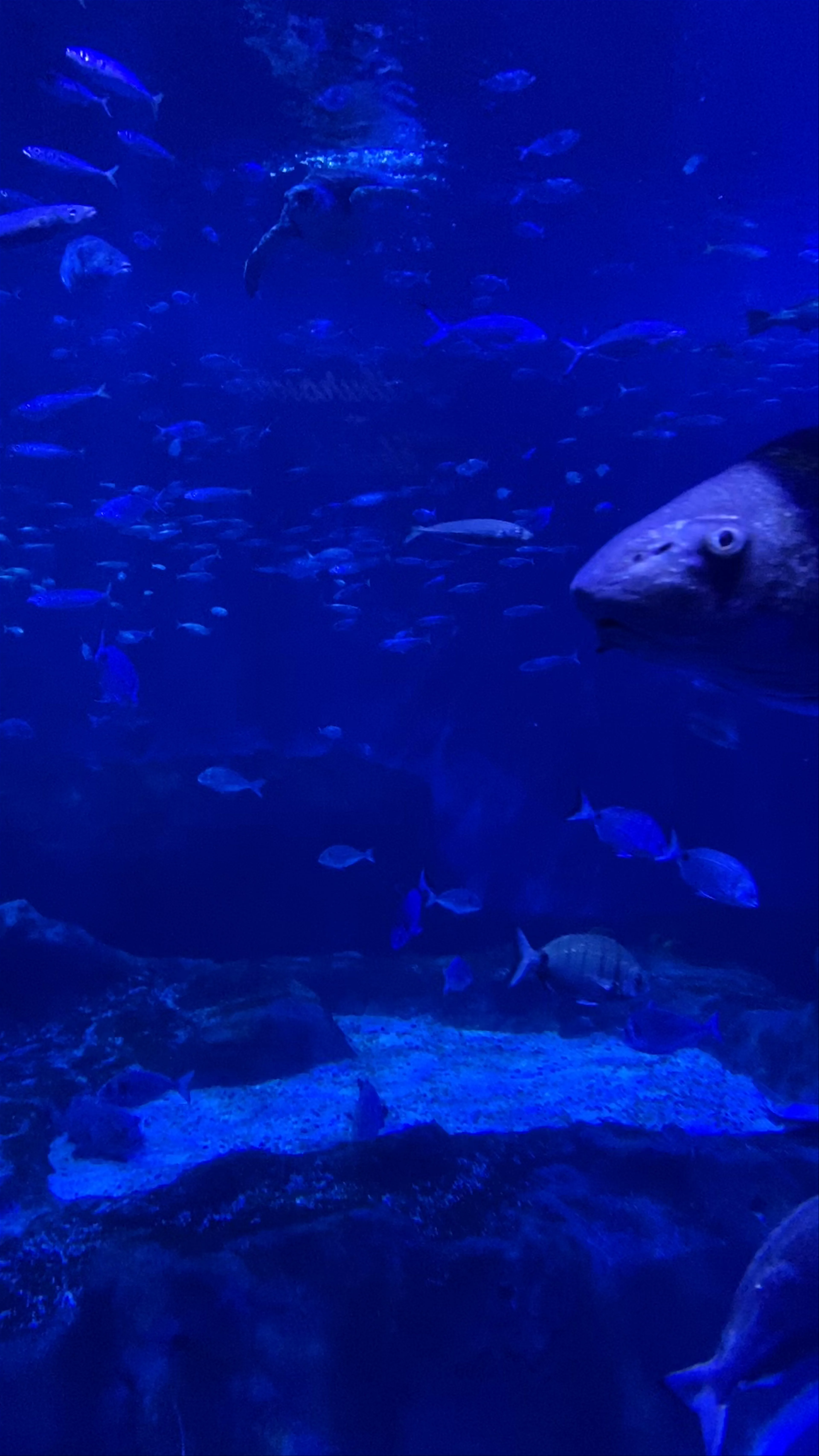 Sevilla Aquarium, Muelle de las Delicias