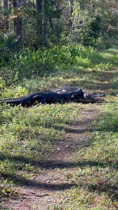 CREW - Bird Rookery Swamp - Alligator fight - Parks Near Me - Naples, Florida
