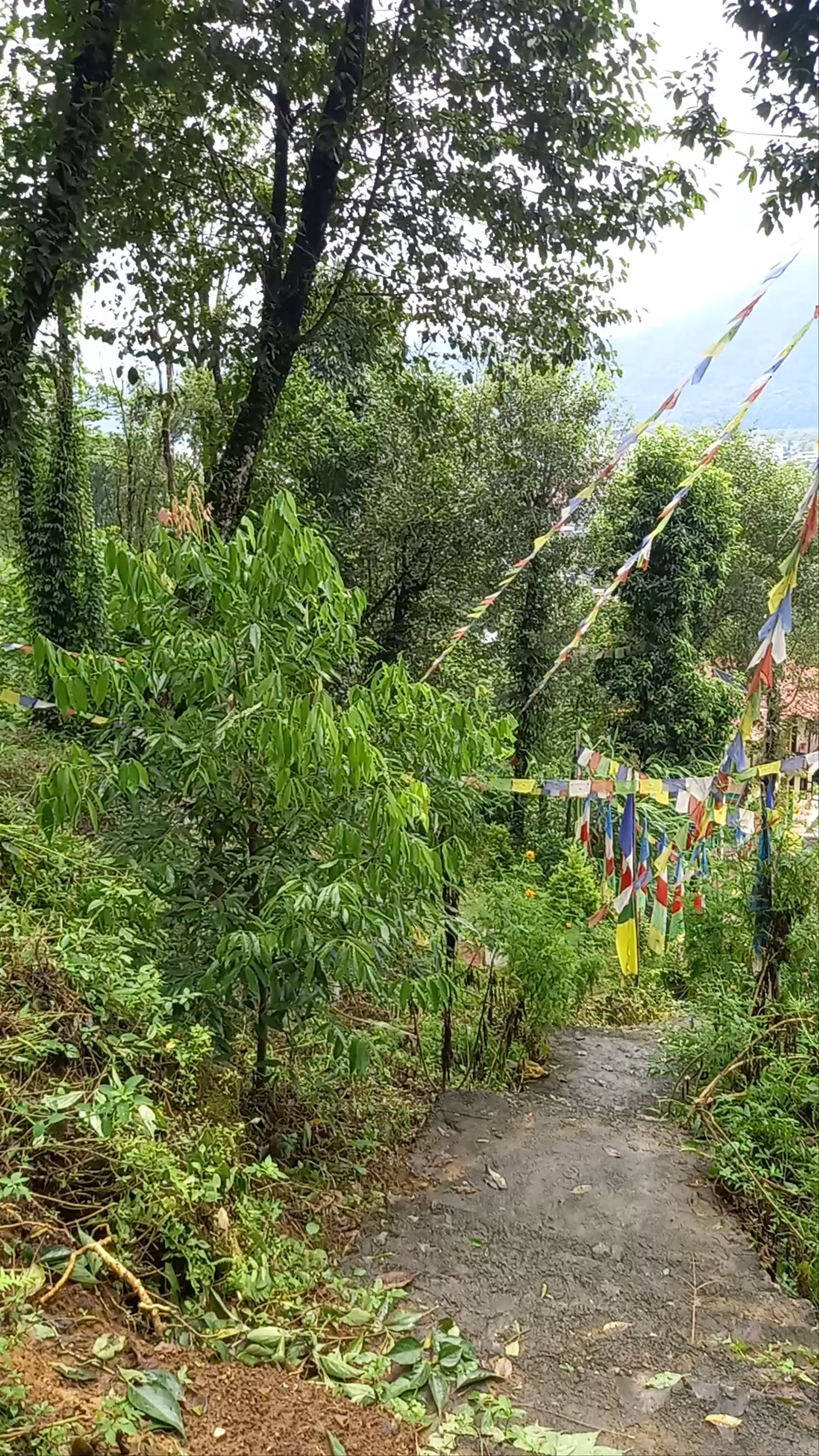 Pema Dechenling Monastery: A Meditative Escape Overlooking Pokhara