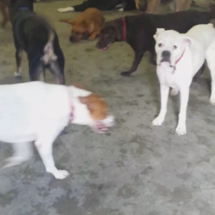 Camp Bow Wow - And there's more pups u can't even see! :( - Pet Boarding Near Me - Riverview, Florida
