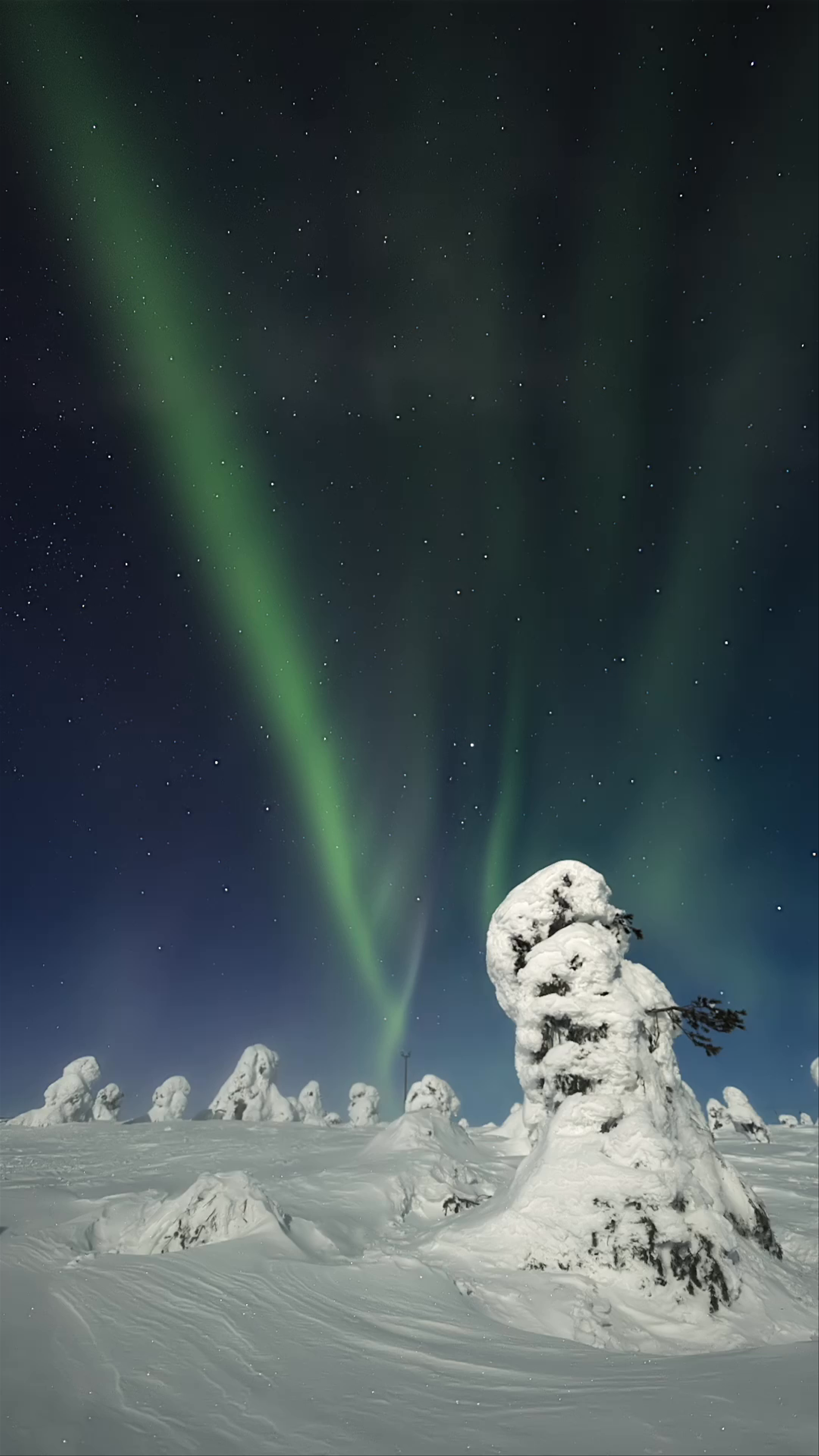 Northern Lights Dance Over Snow-Covered Trees at Tunturi- ja Näköalaravintola TUIKKU, Finland