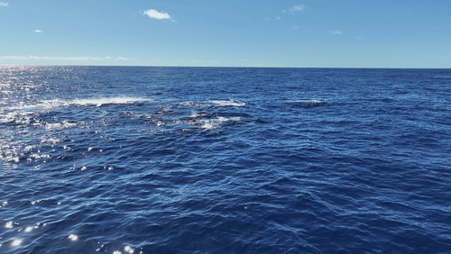 Humpback Whales in Antarctica animated gif