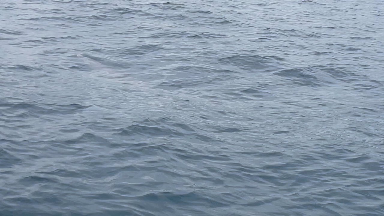 Perfect Timing Boat Tours - Perfect Timing out on the ocean last week.....My new friends from Utah were blessed with a pod of Dolphins !!!! - Boat Charters Near Me - Pompano Beach, Florida