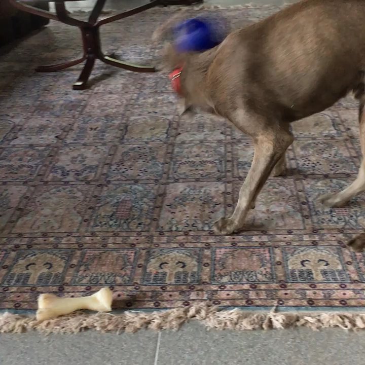 Karma Rescue - Puppy fun! - Pet Services Near Me - Santa Monica, California