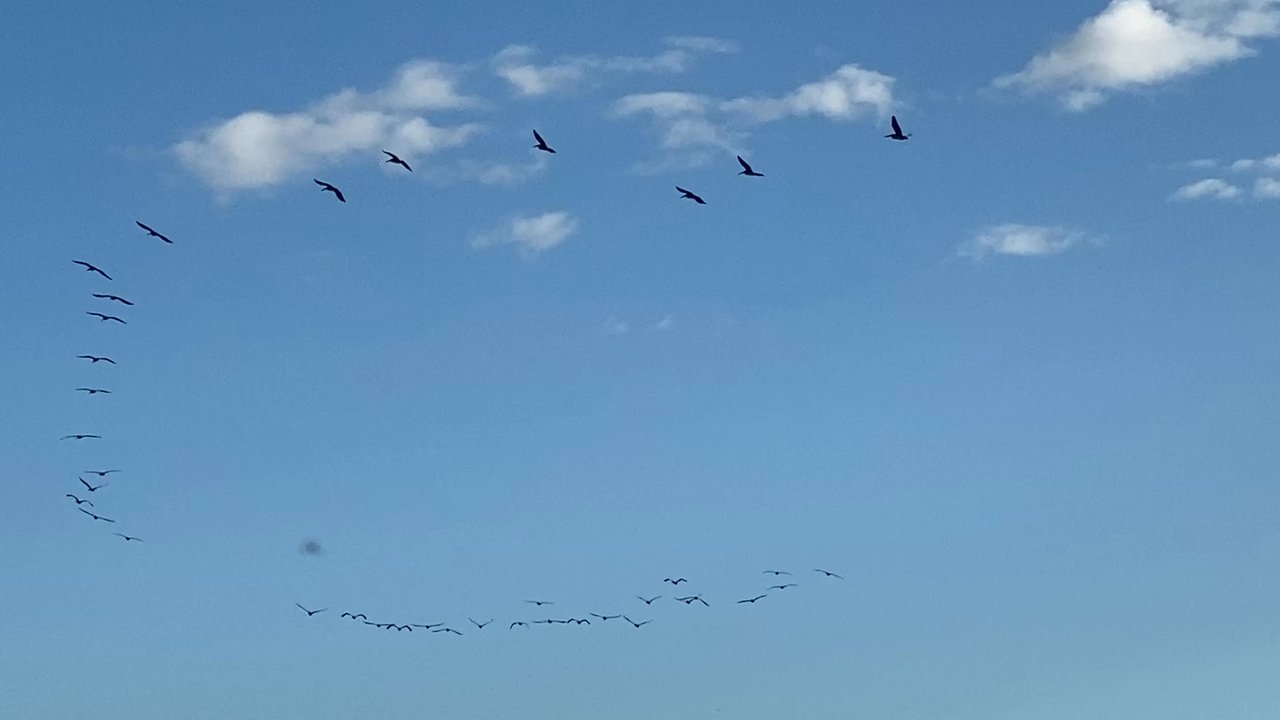 Granada Bridge - Birds flying south - Landmarks & Historical Buildings Near Me - Ormond Beach, Florida