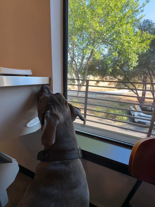 Meridian Veterinary Care - Veterinarians Near Me - Folsom, California