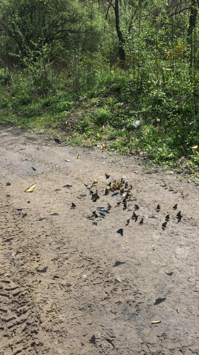 Hatfield McCoy Trails - Butterflies are scavengers and they are actually feeding on some roadkill in this video - Hiking Near Me - Lyburn, West Virginia