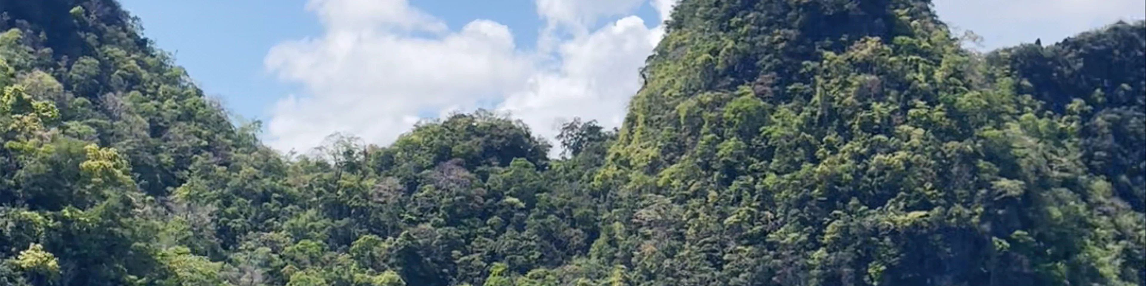 I Mangroove Langkawi