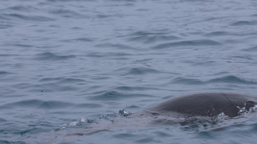 Sant Georgia Seals animated gif