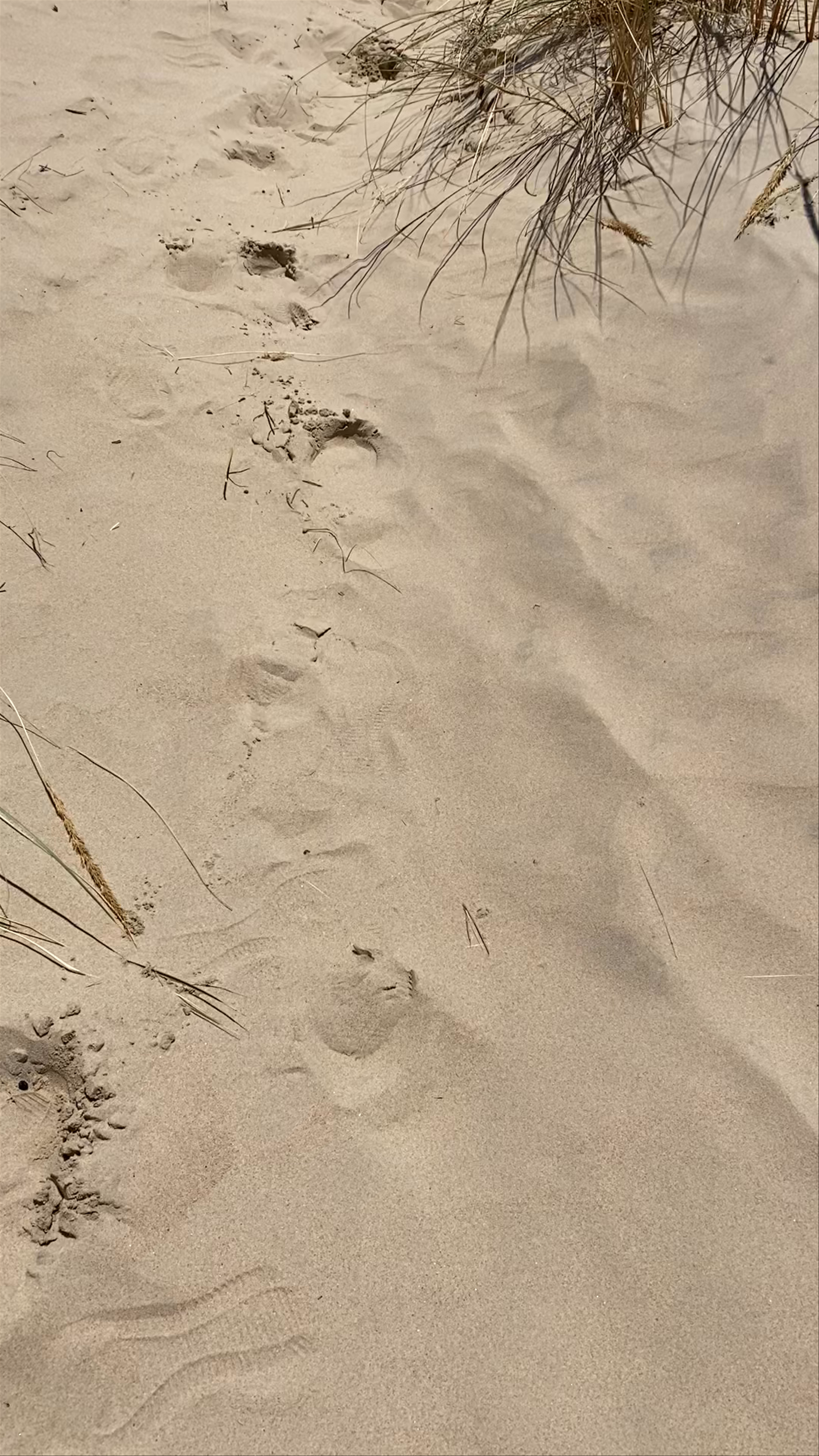Playa de La Cortadura