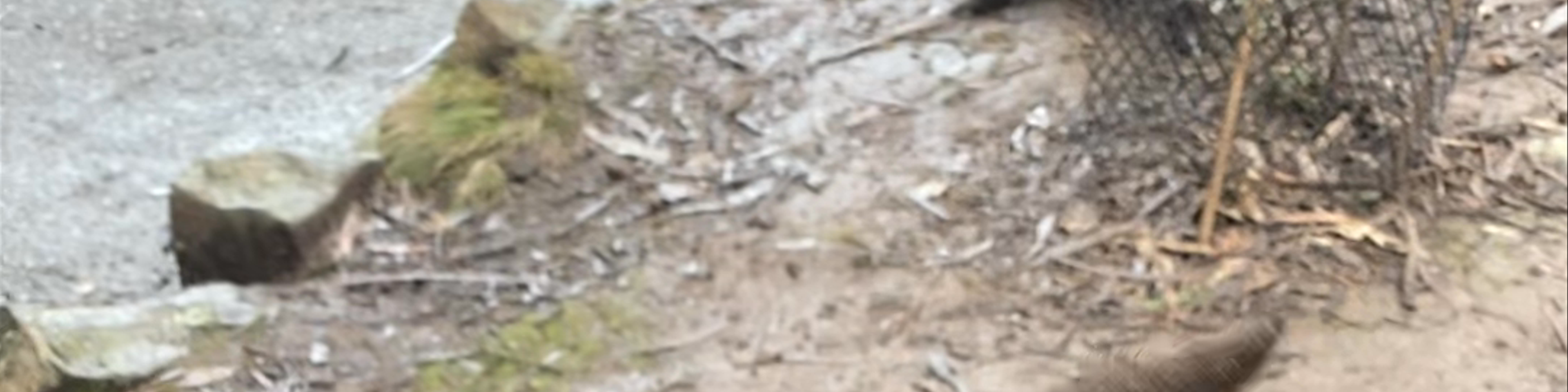 Tasmania
