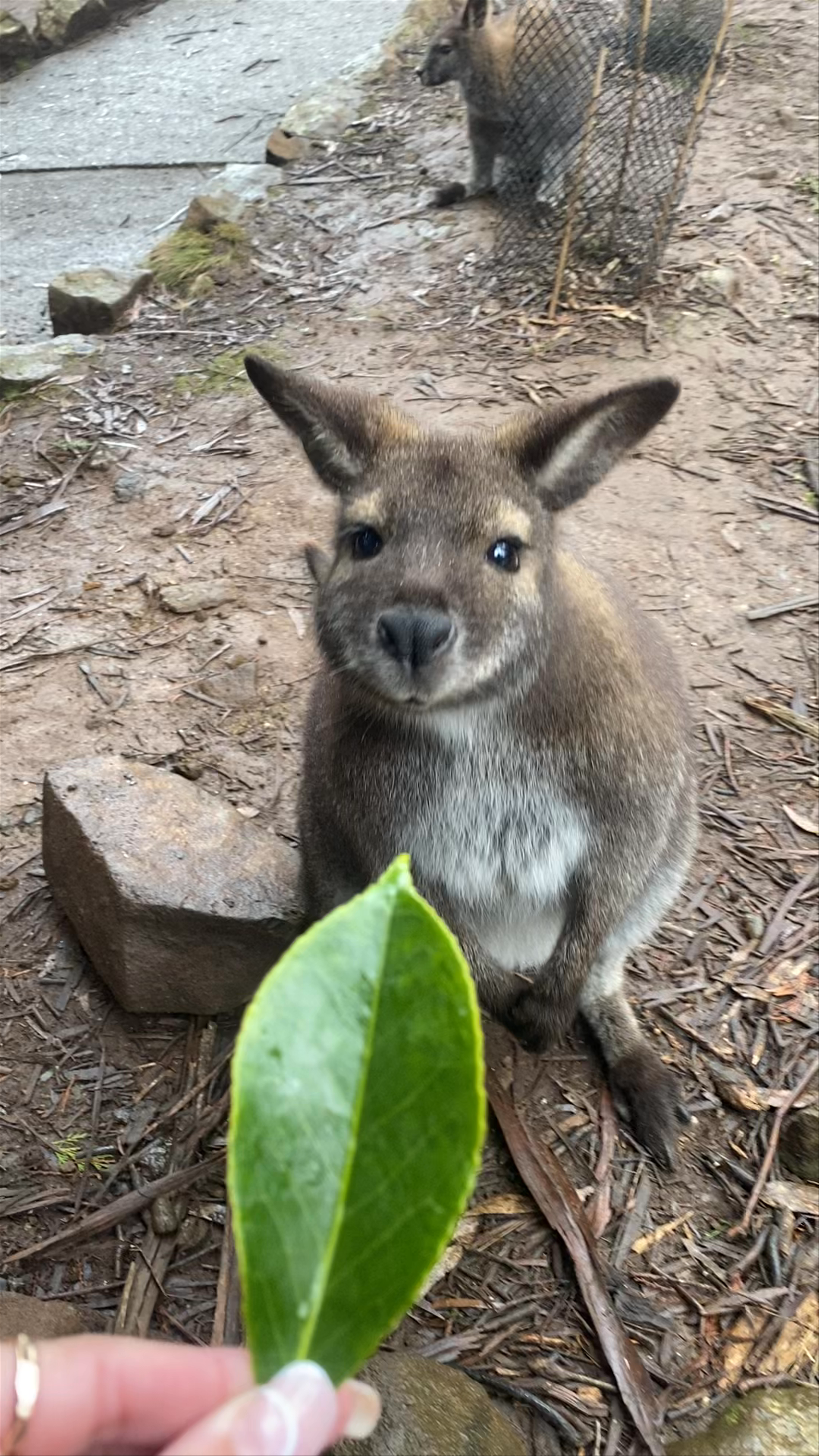 Up Close with Wallabies at Cataract Gorge Reserve, Tasmania