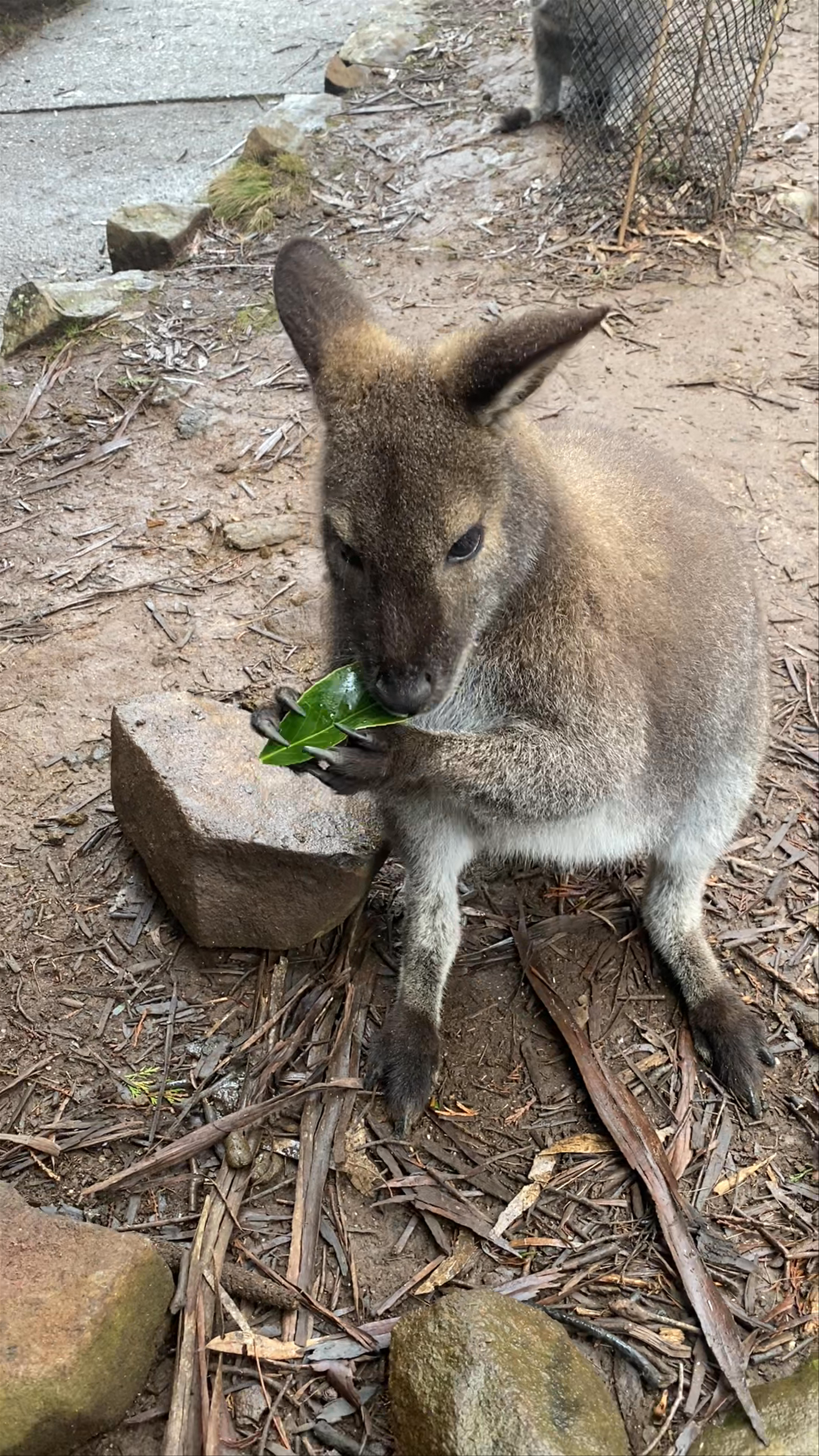 Cataract Gorge Reserve