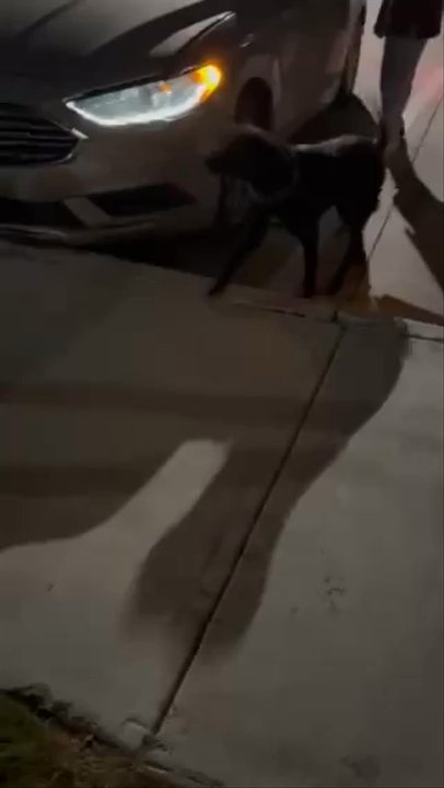 Eastridge - 1017 tenant, leash not in hand. At least 5 complaint to the property about this everyday lease violation/unwanted interaction. Watch ur kids - Apartments Near Me - Del Valle, Texas