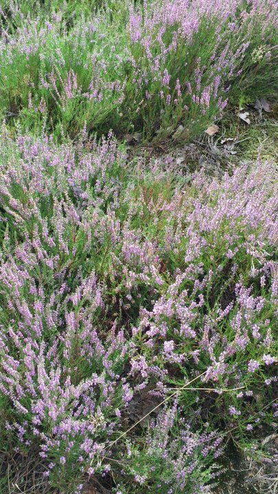 Fischbeker Heide - Hiking Near Me - Hamburg, HH