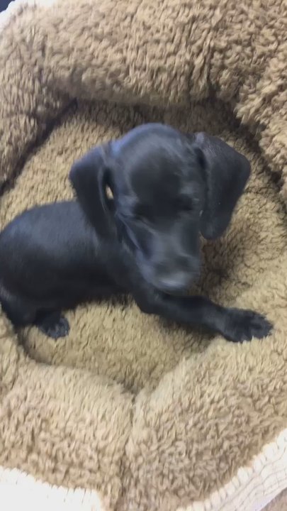 Pets Barn - Pet Stores Near Me - San Antonio, Texas