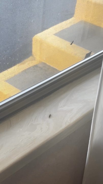 Quality Inn - Only allows 12 seconds, full video was 59 seconds. Bugs, bugs everywhere. - Hotels Near Me - Durango, Colorado