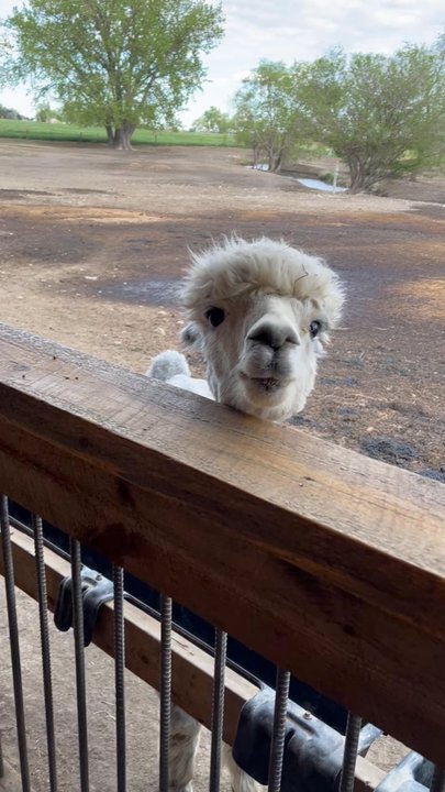 Caputa Alpacas - Feed them! Alpacas don't have too front teeth. They use the bottom front teeth to scoop the food outta your palms. - Attraction Farms Near Me - Rapid City, South Dakota
