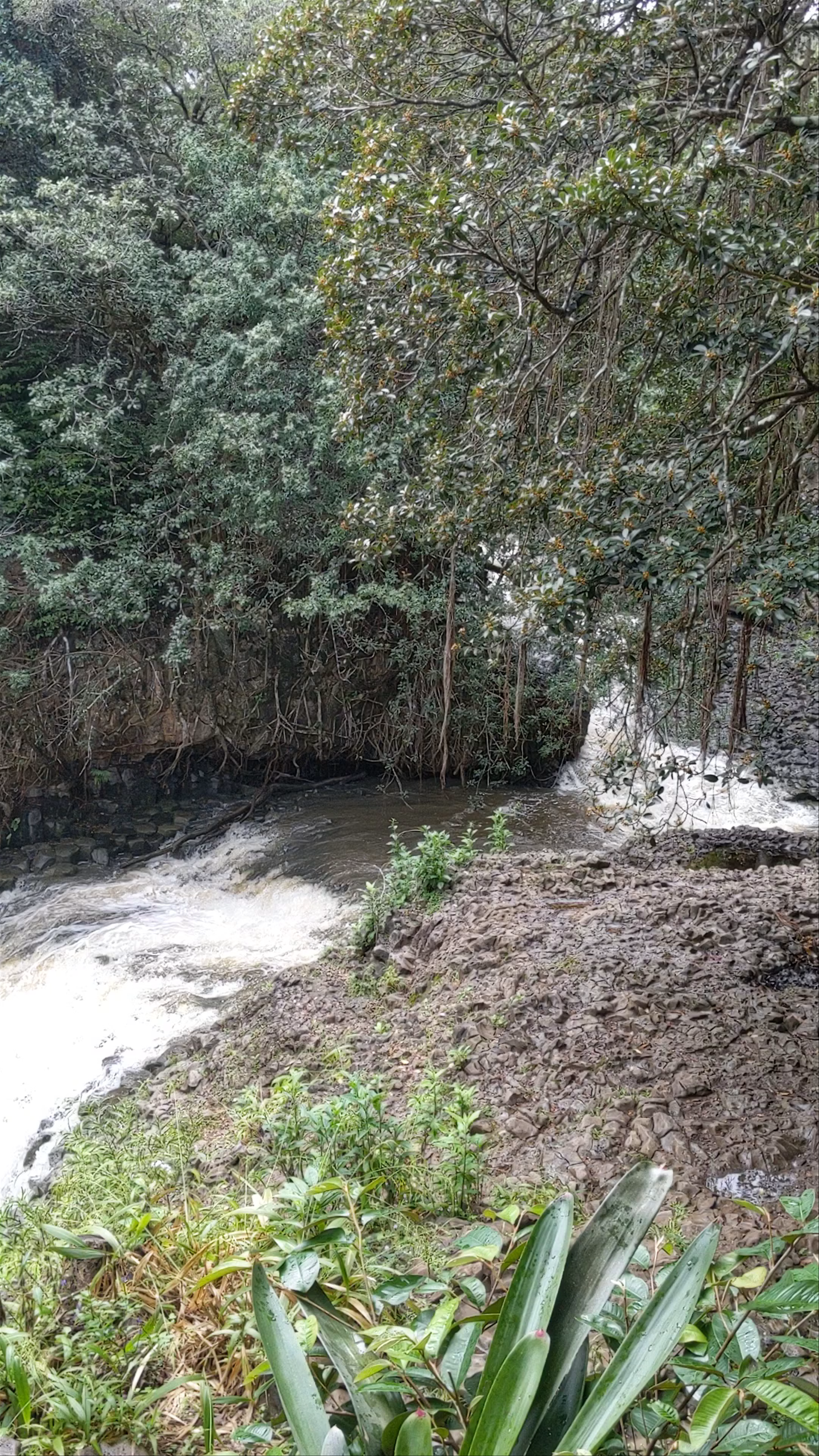 Twin Falls Maui Waterfall