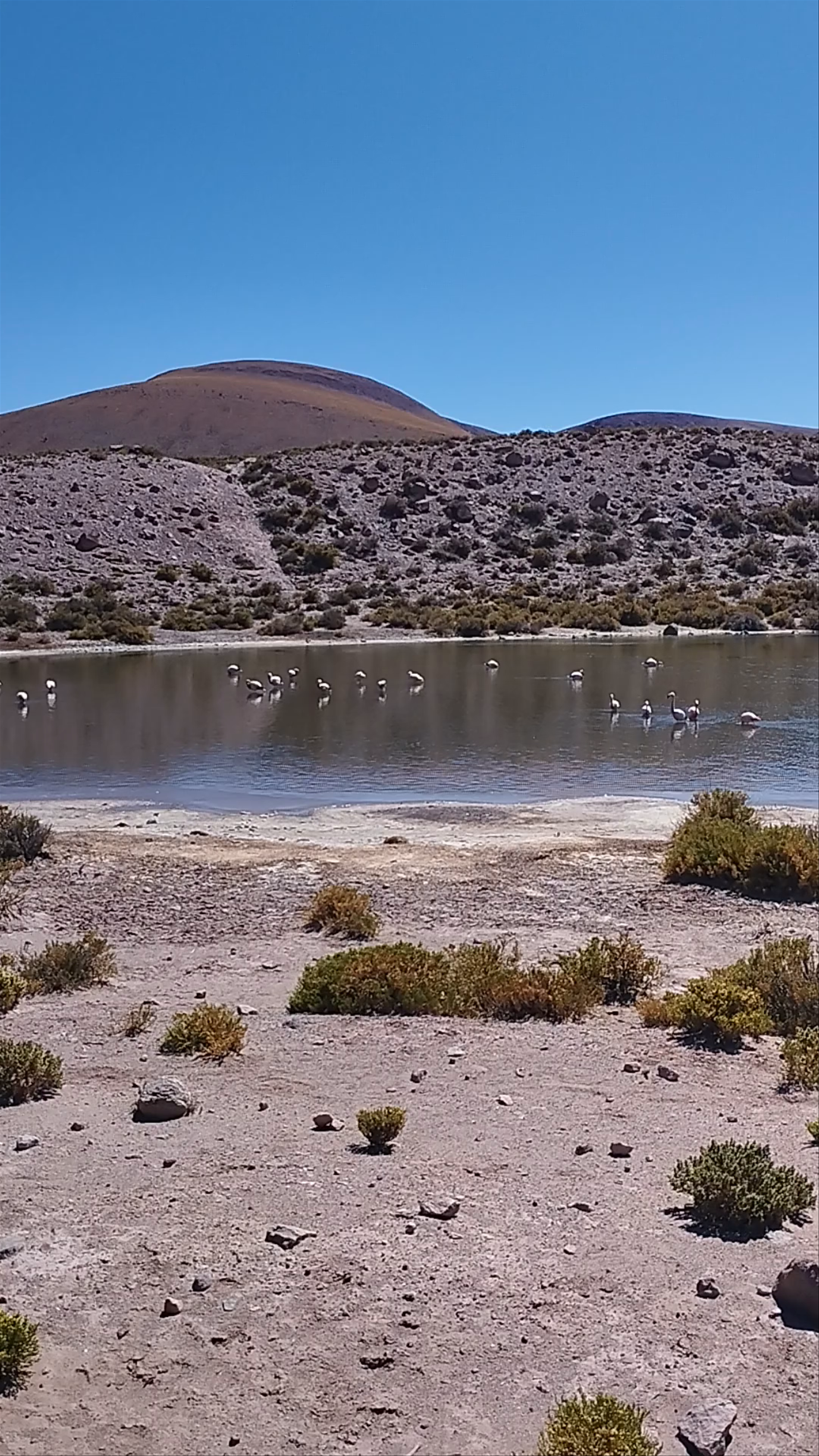 Laguna Flamingos
