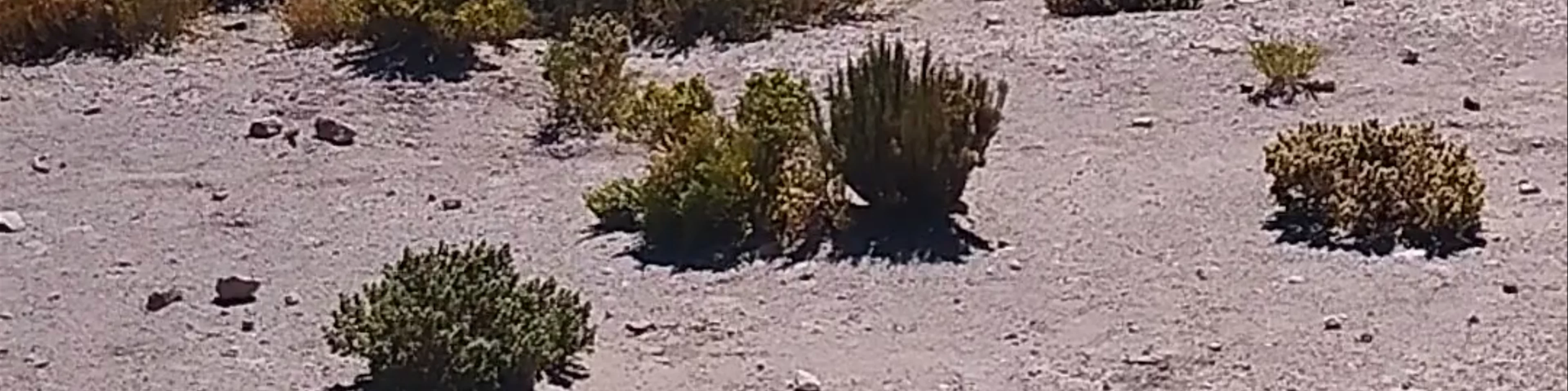 Laguna Flamingos