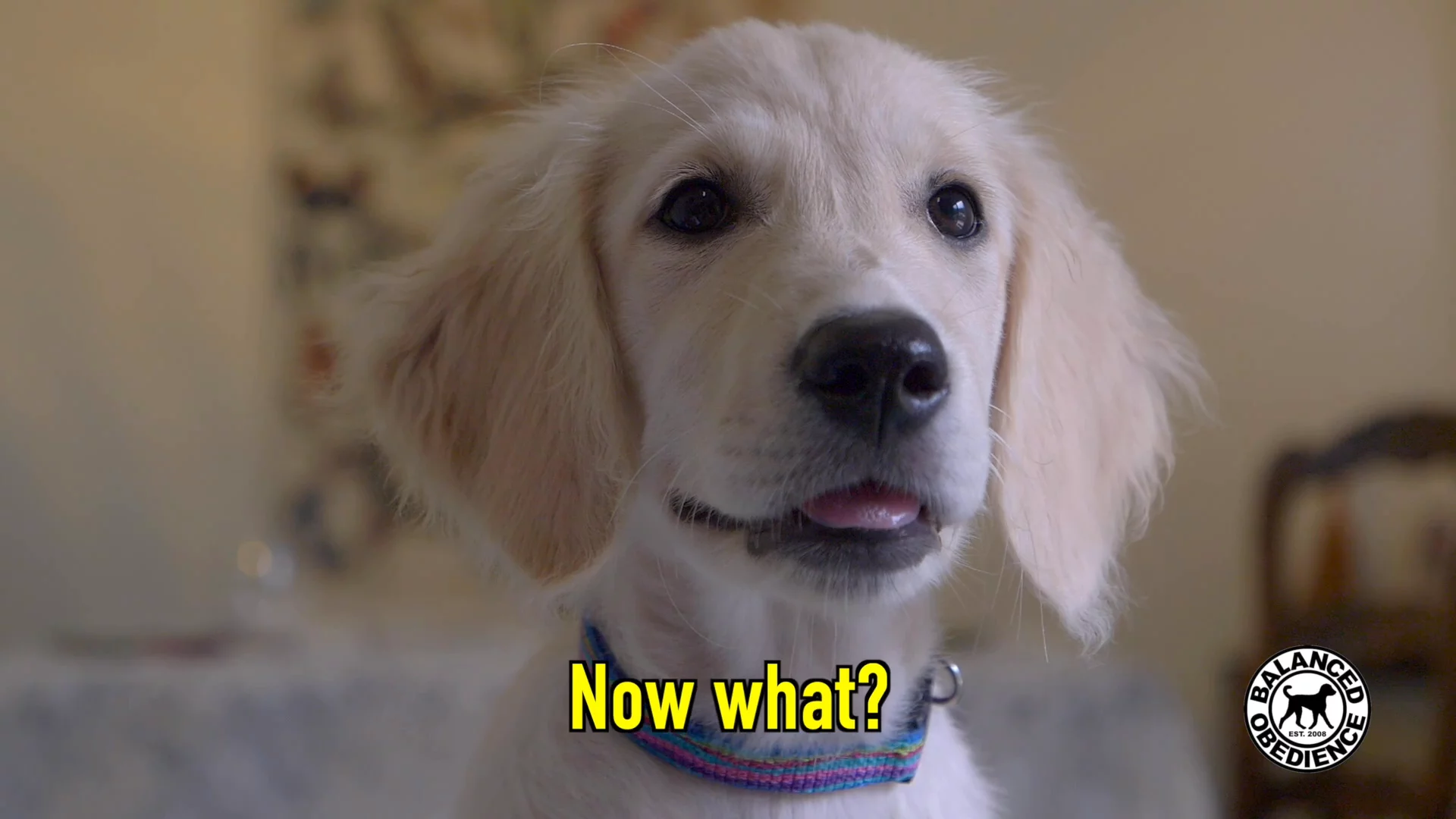 Puppy Training commercial featurette
