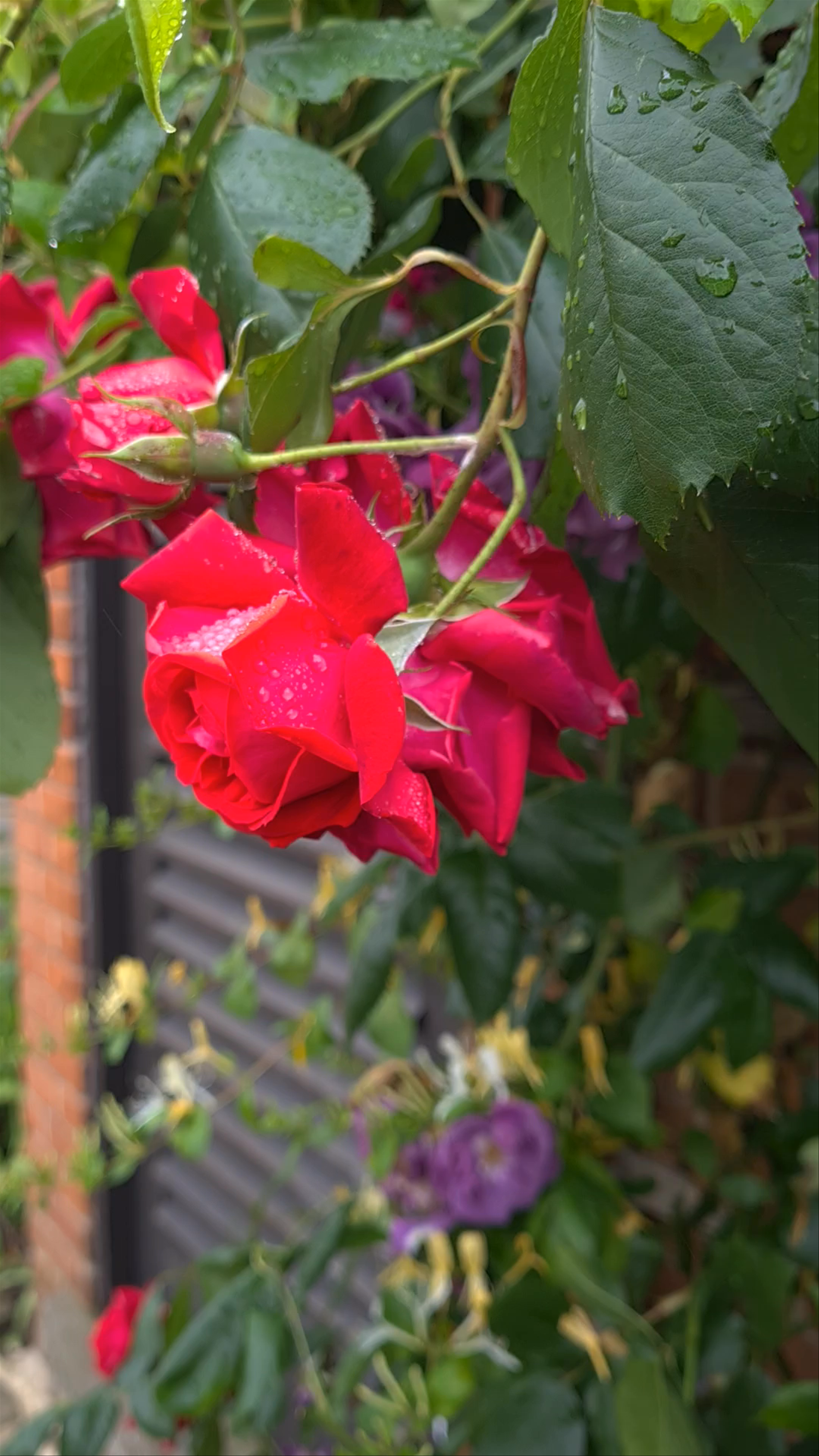 Shakespeare's Birthplace