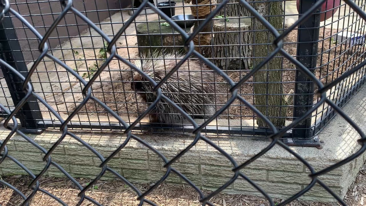 Columbian Park Zoo - Zoos Near Me - Lafayette, Indiana