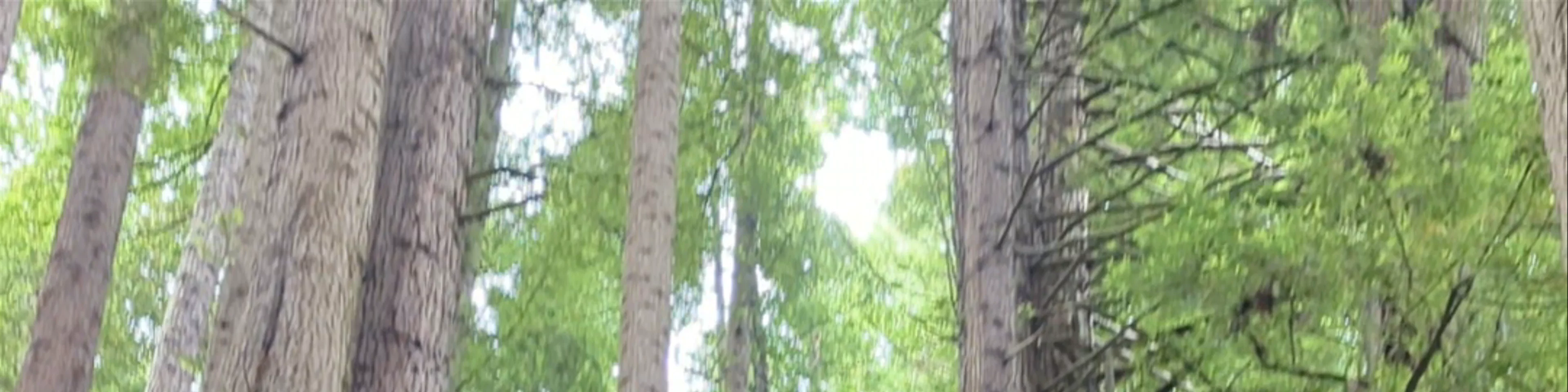 The Redwoods Otways